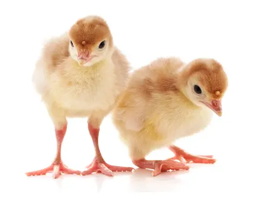  индюшата суточные